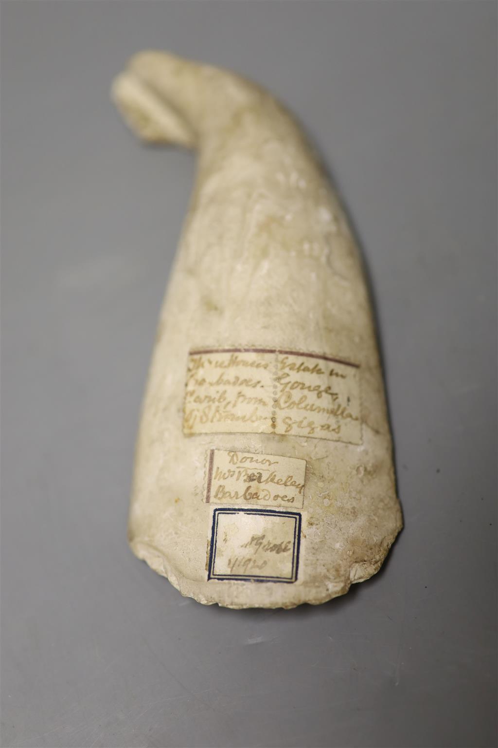 Caribbean anthropology - a Queen Conch shell hand tool, from the columella (inner spiral section) of Queen Conch (Strombus gigas), coll